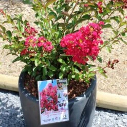 Lagerstroemia Indica Terrasse Rouge - Lilas Des Indes