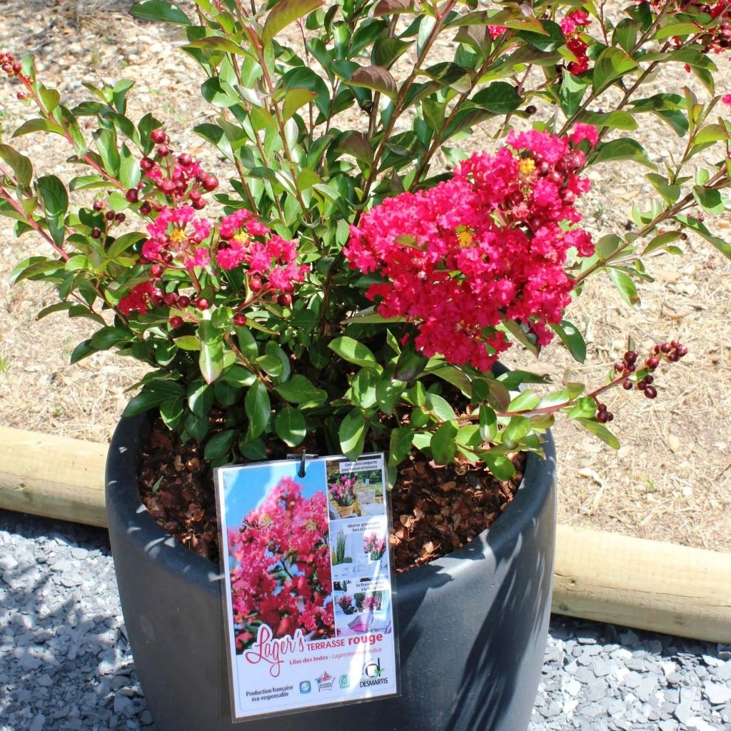 Lagerstroemia Indica Terrasse Rouge - Lilas Des Indes