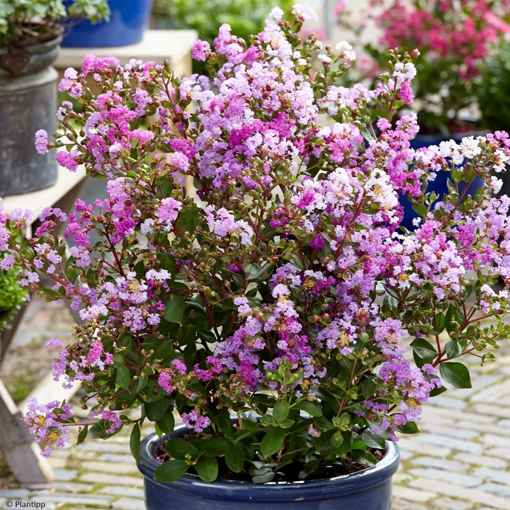 Lilas Des Indes - Lagerstroemia Indica Eternal With Love