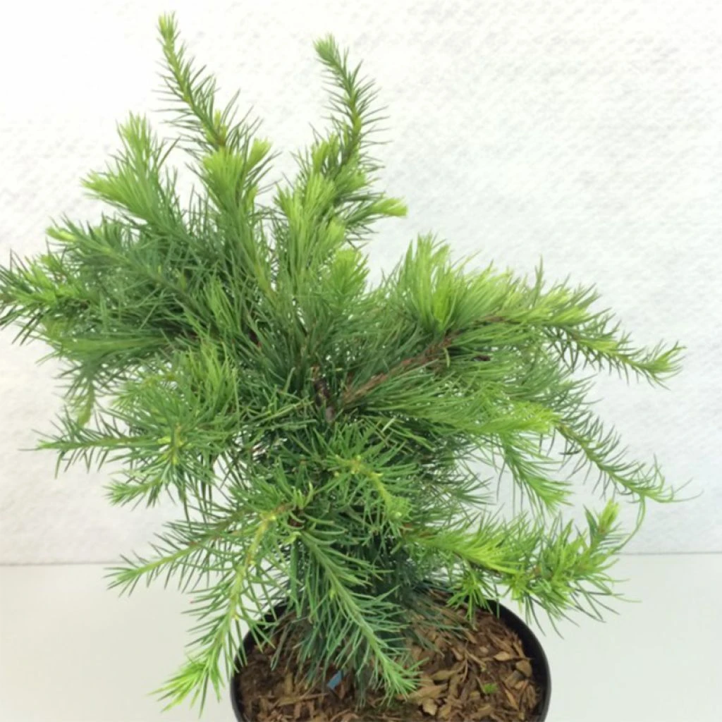 Larix Decidua Little Bogle - Mélèze D'Europe Nain