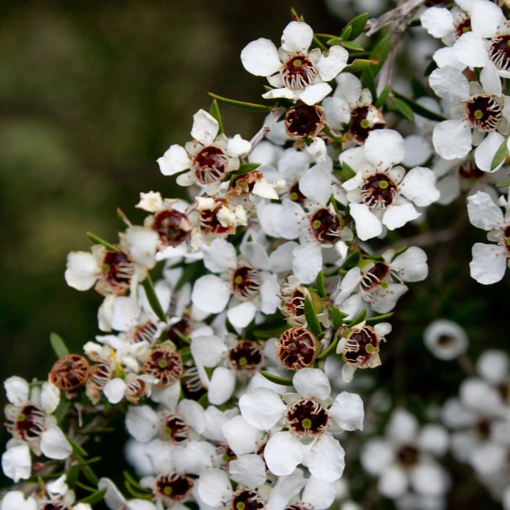 Leptospermum Scoparium Blanc