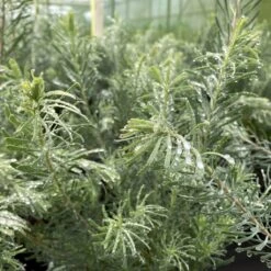 Leucadendron Galpinii Carlin