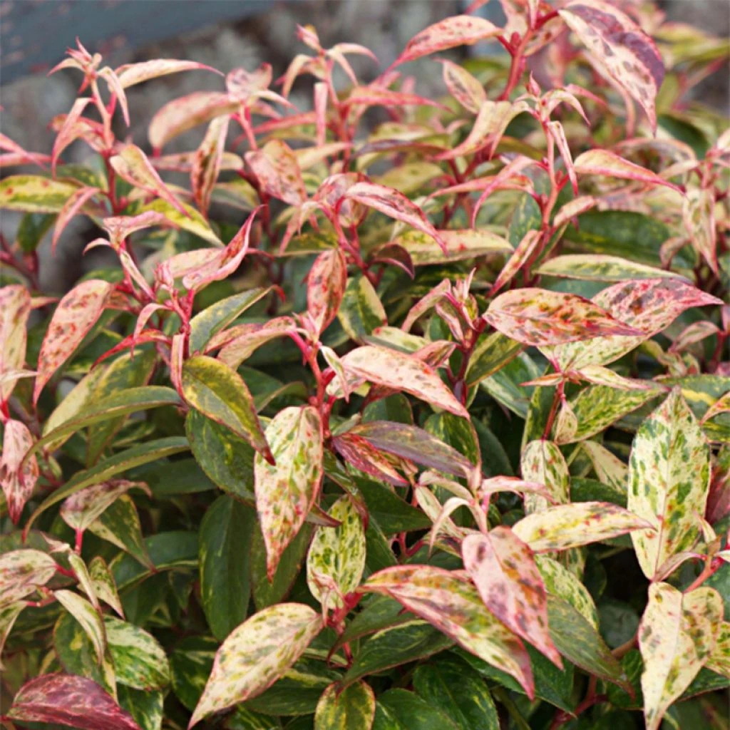 Leucothoe Fontanesiana Makijaz