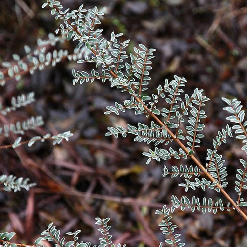 Lonicera Nitida Silver Beauty - Chèvrefeuille Nain Arbustif