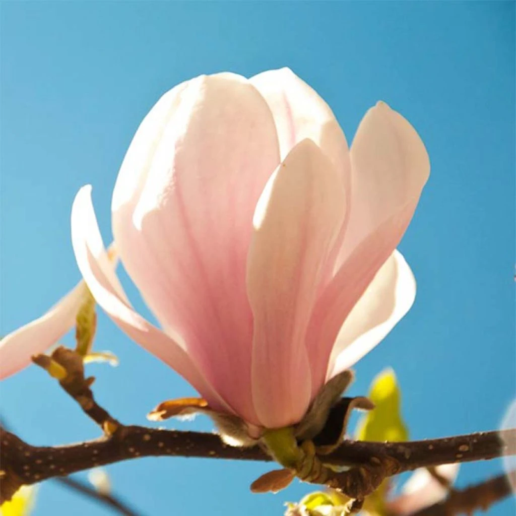 Magnolia Sprengeri Pink Beauty