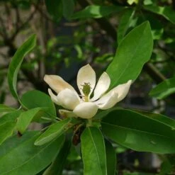 Magnolia Virginiana Glauca - Magnolia De Virginie