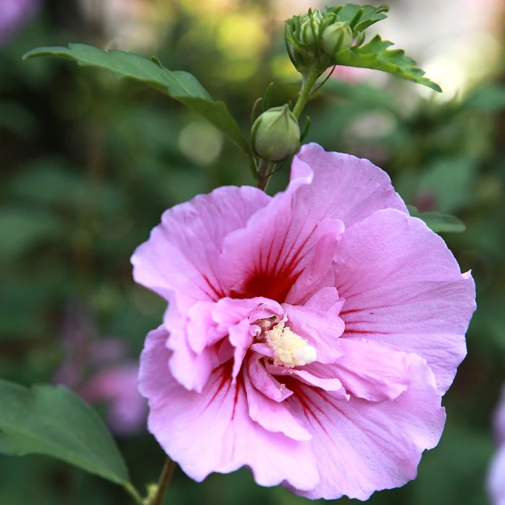 Hibiscus Syriacus Purple Pillar - Althéa