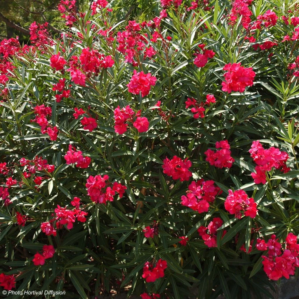 Laurier Rose - Nerium Oleander Rouge Double