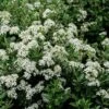 Olearia (x) Haastii - Aster En Arbre