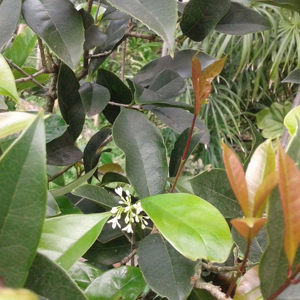 Osmanthus Fragans - Osmanthe Parfumé