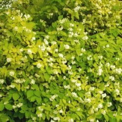 Seringat Des Jardins - Philadelphus Coronarius Aureus