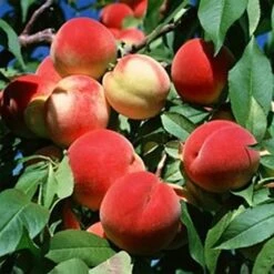 Pêcher Téton De Venus