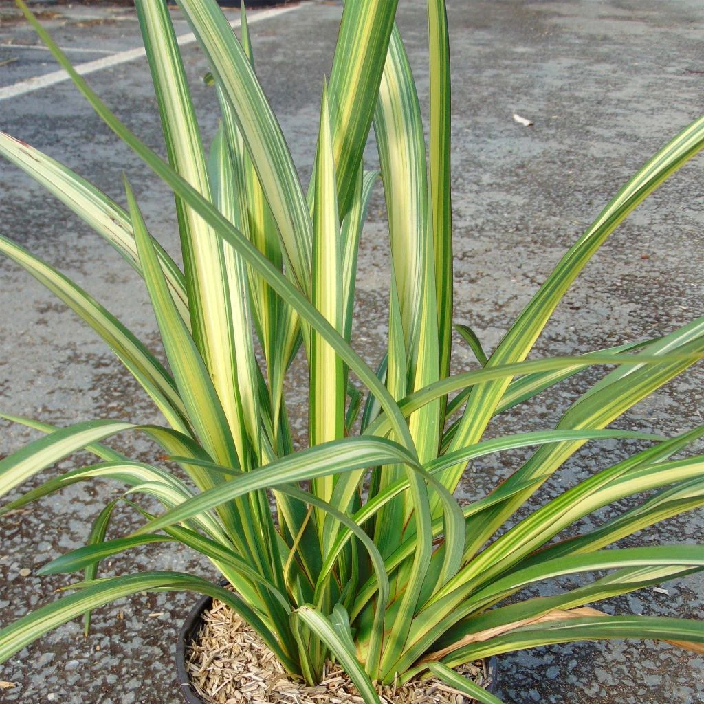 Phormium Golden Ray - Lin De Nouvelle-Zélande