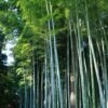 Phyllostachys Edulis (= Pubescens) - Bambou Géant