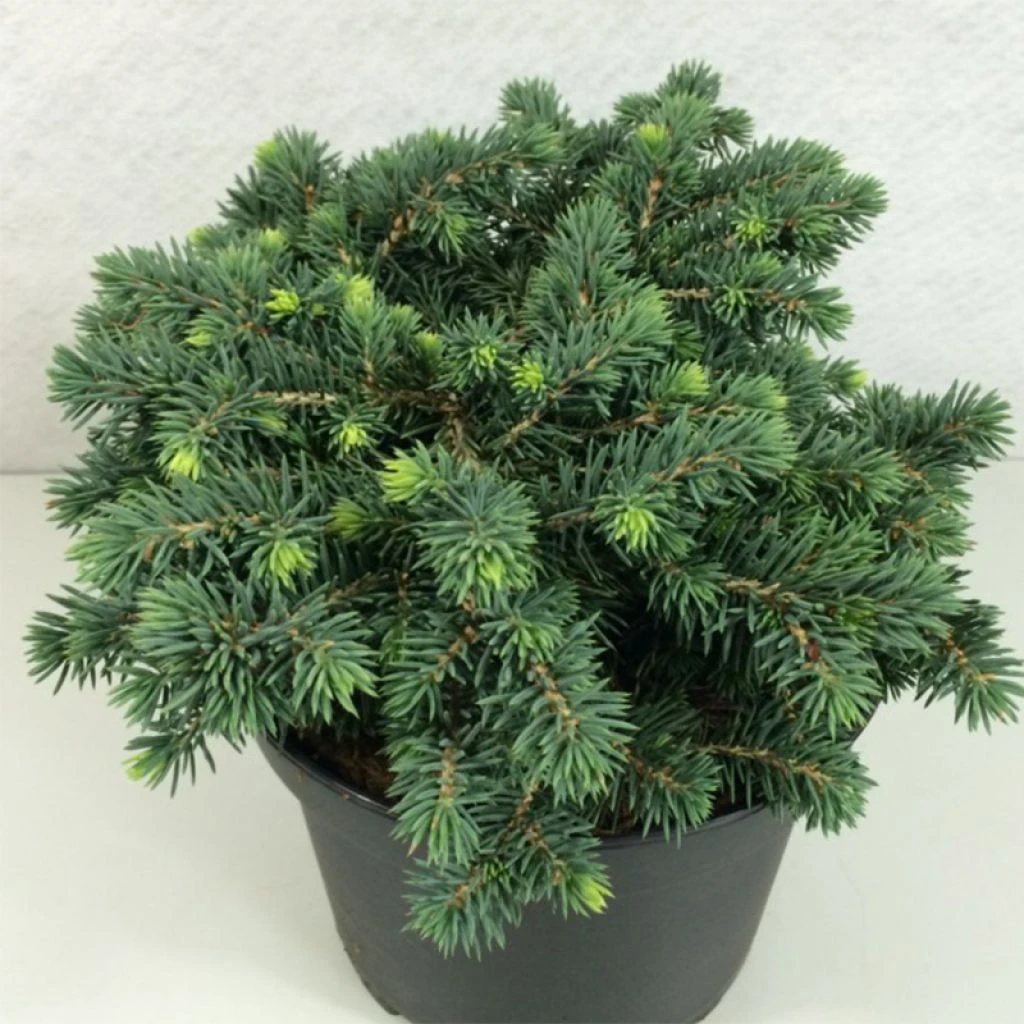 Epicea Bleu - Picea Pungens Kuba