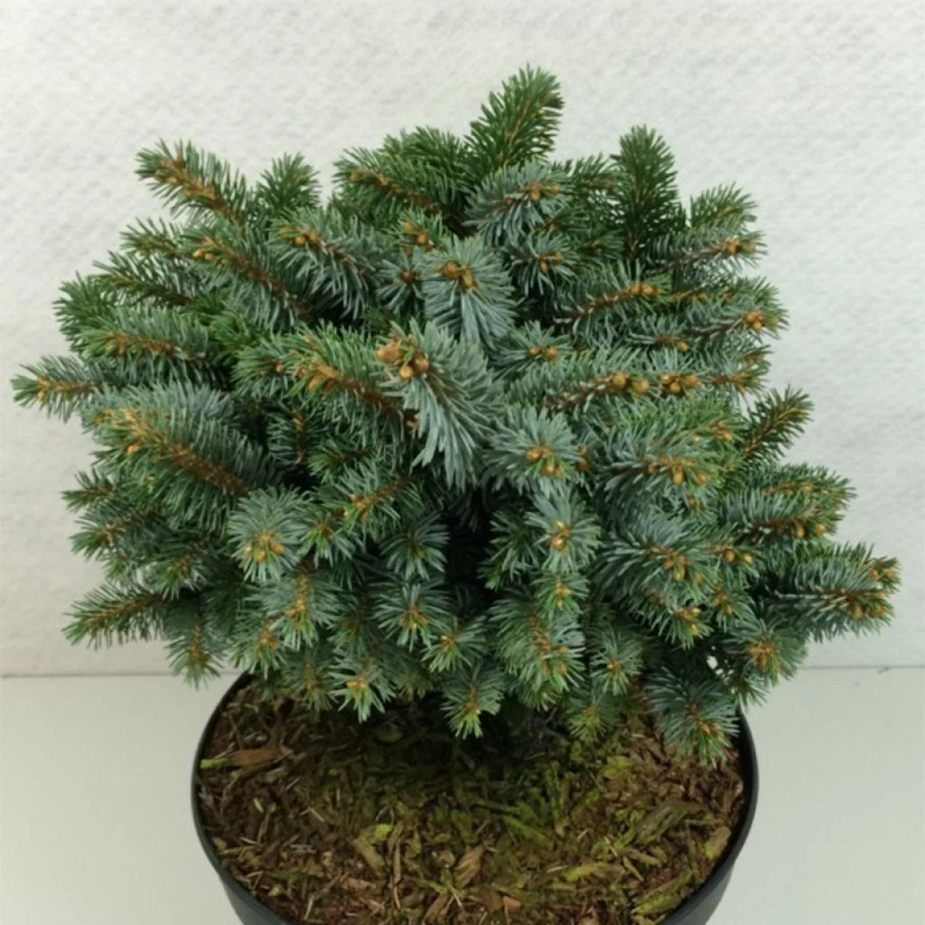 Epicea De Sitka - Picea Sitchensis Rom