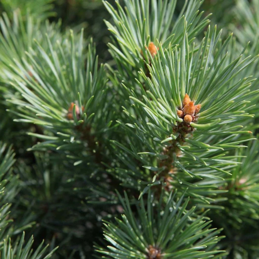 Pinus Sylvestris Watereri - Pin Sylvestre
