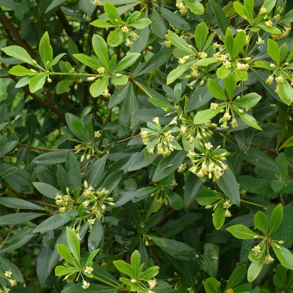 Pittosporum Heterophyllum - Oranger De Chine