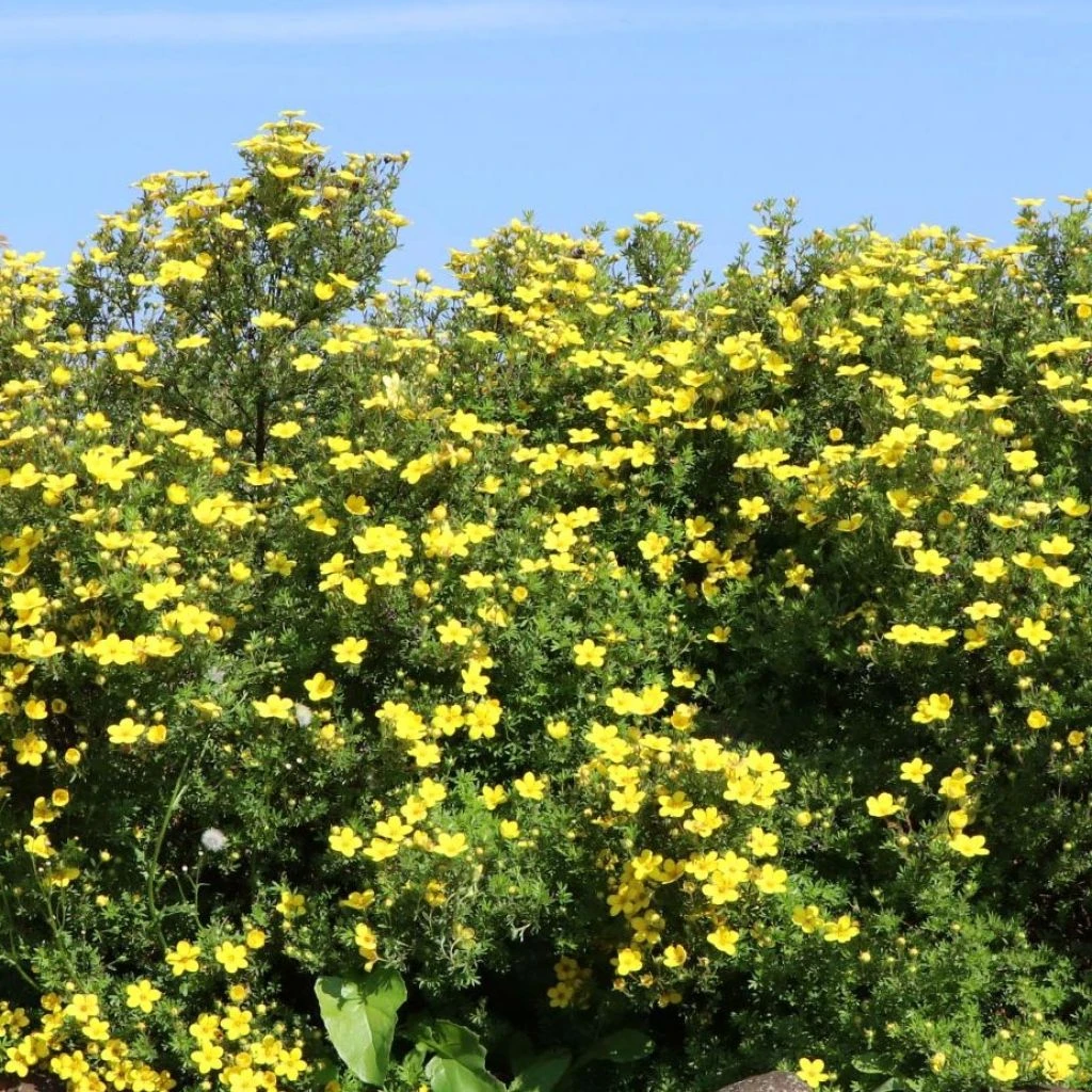 Potentilla Fruticosa Goldteppich - Potentille Arbustive