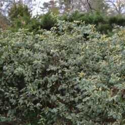 Laurier Du Portugal Panaché - Prunus Lusitanica Variegata