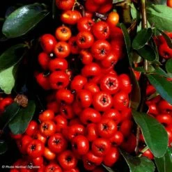Pyracantha SAPHYR Rouge - Buisson Ardent