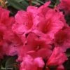 Rhododendron Anna Rose Whitney - Grand Rhododendron