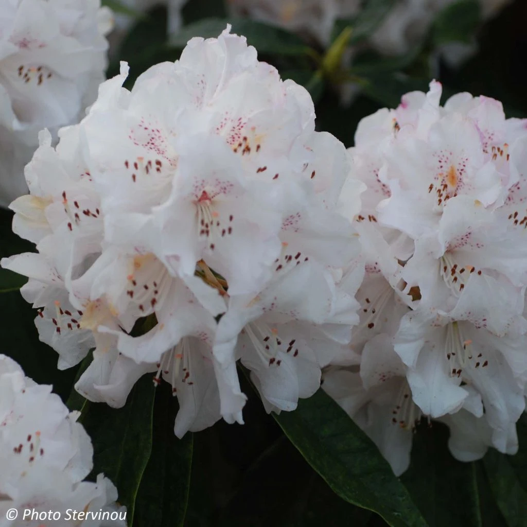 Rhododendron Boddaertianum - Grand Rhododendron