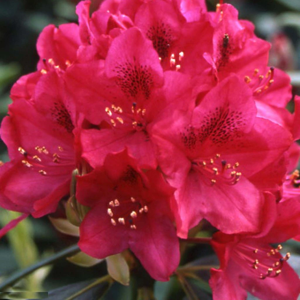 Rhododendron Inkarho Nova Zembla