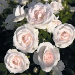 Rosier Couvre-sol Aspirin Rose
