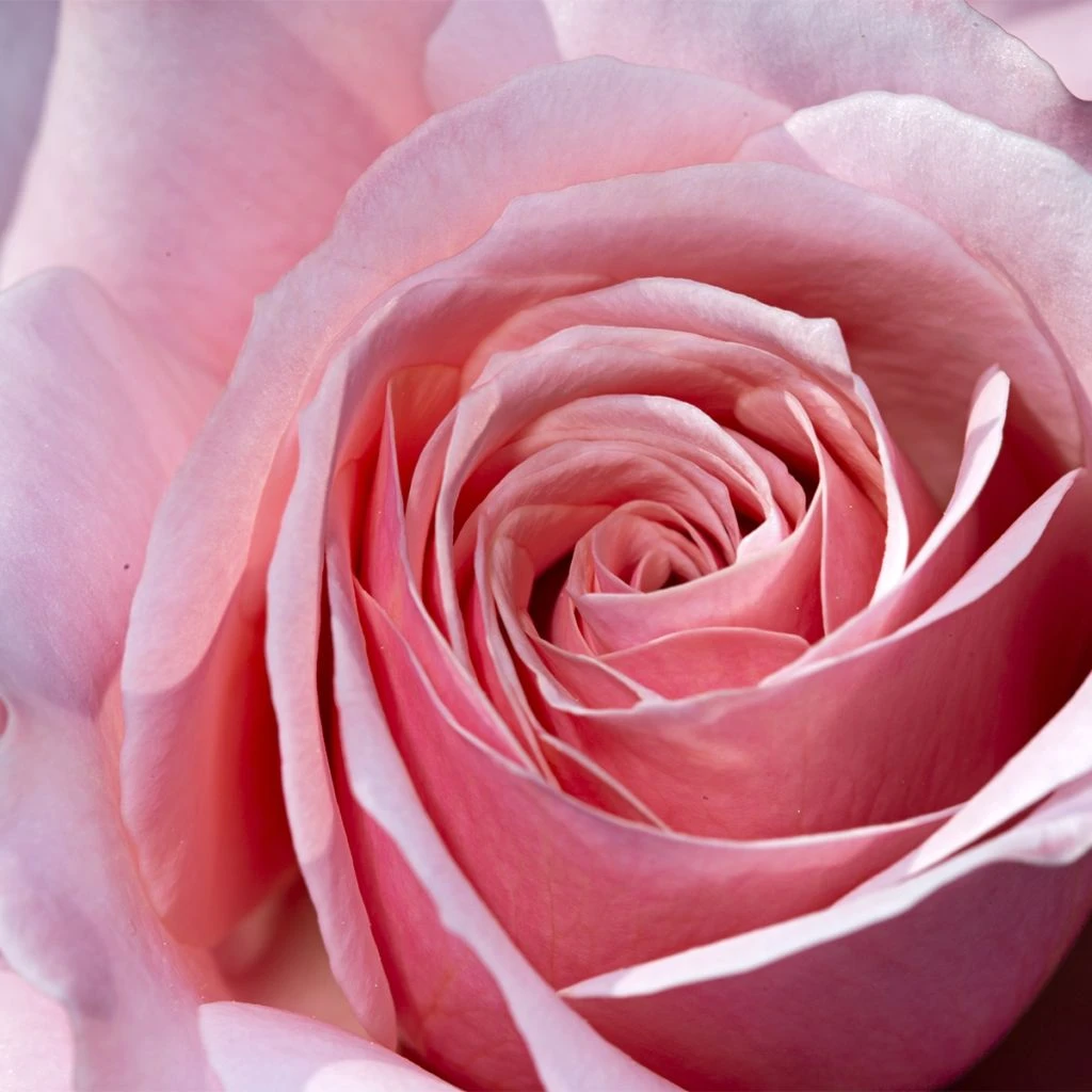 Rosier à Grandes Fleurs Pierre De Luxembourg