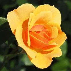 Rosier à Grandes Fleurs Rose Alleyson