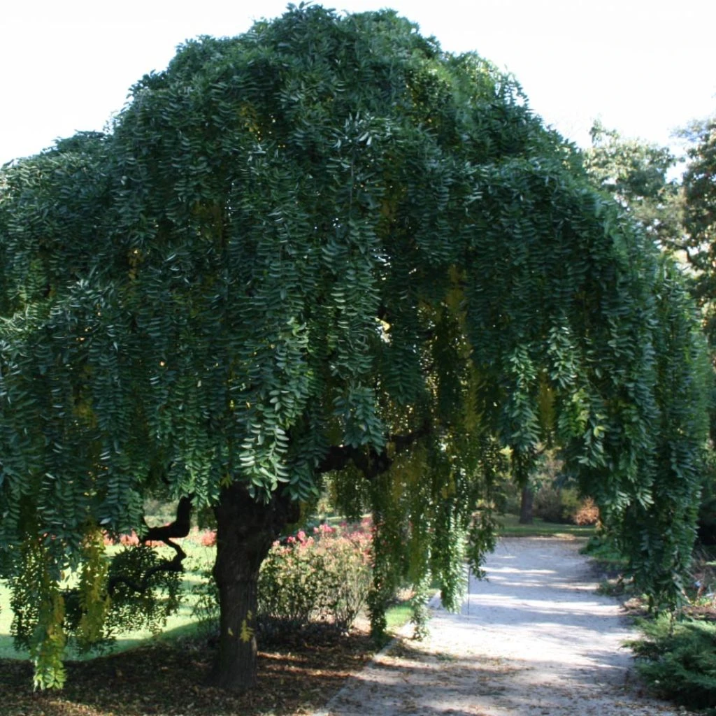 Pagode Japonaise - Sophora Japonica Pendula
