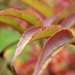 Sorbaria Tomentosa Stick & Feathers
