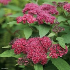 Spirée Japonaise Double Play Red - Spiraea Japonica