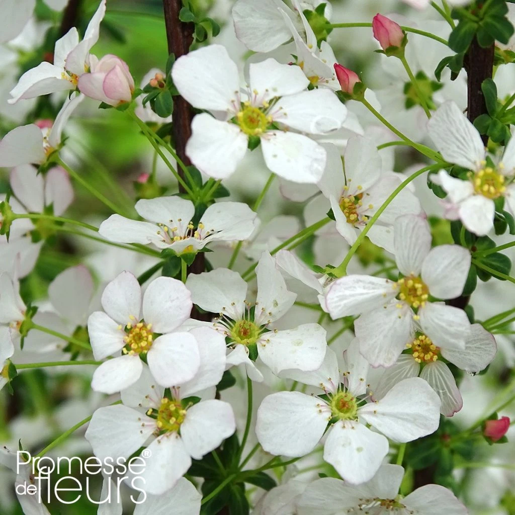 Spiraea Thunbergii Fujino Pink - Spirée De Thunberg