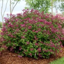 Lilas Bloomerang Dark Purple - Syringa Nain Hybride Remontant