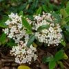 Viburnum Burkwoodii Conoy - Viorne De Burkwood