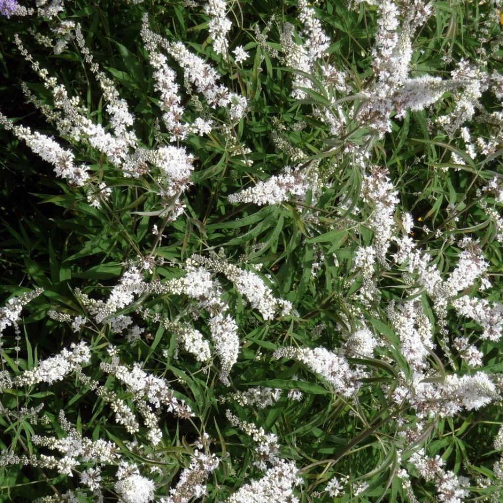 Vitex Agnus-castus Silver Spire - Gattilier