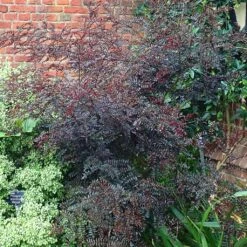 Zanthoxylum Piperitum Black Magic - Poivrier De Chine