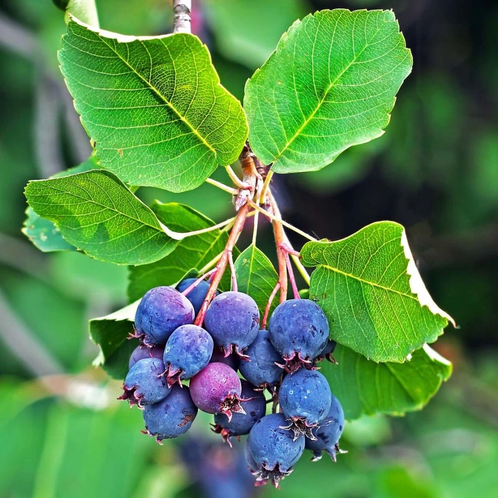 Amelanchier Alnifolia Saskatoon Berry