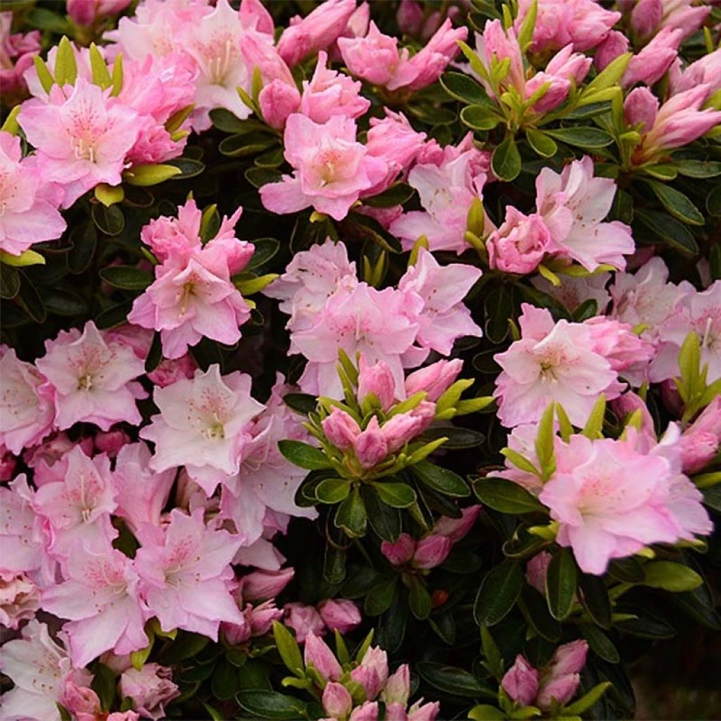 Azalée Du Japon Al's Picotee - Rhododendron Hybride