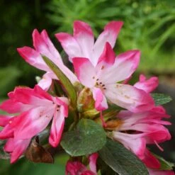 Azalée Japonaise - Azalea Japonica Izumi No Mai