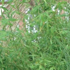 Bambou Non Traçant - Fargesia Murielae Jumbo