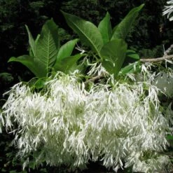 Chionanthus Virginicus - Arbre De Neige