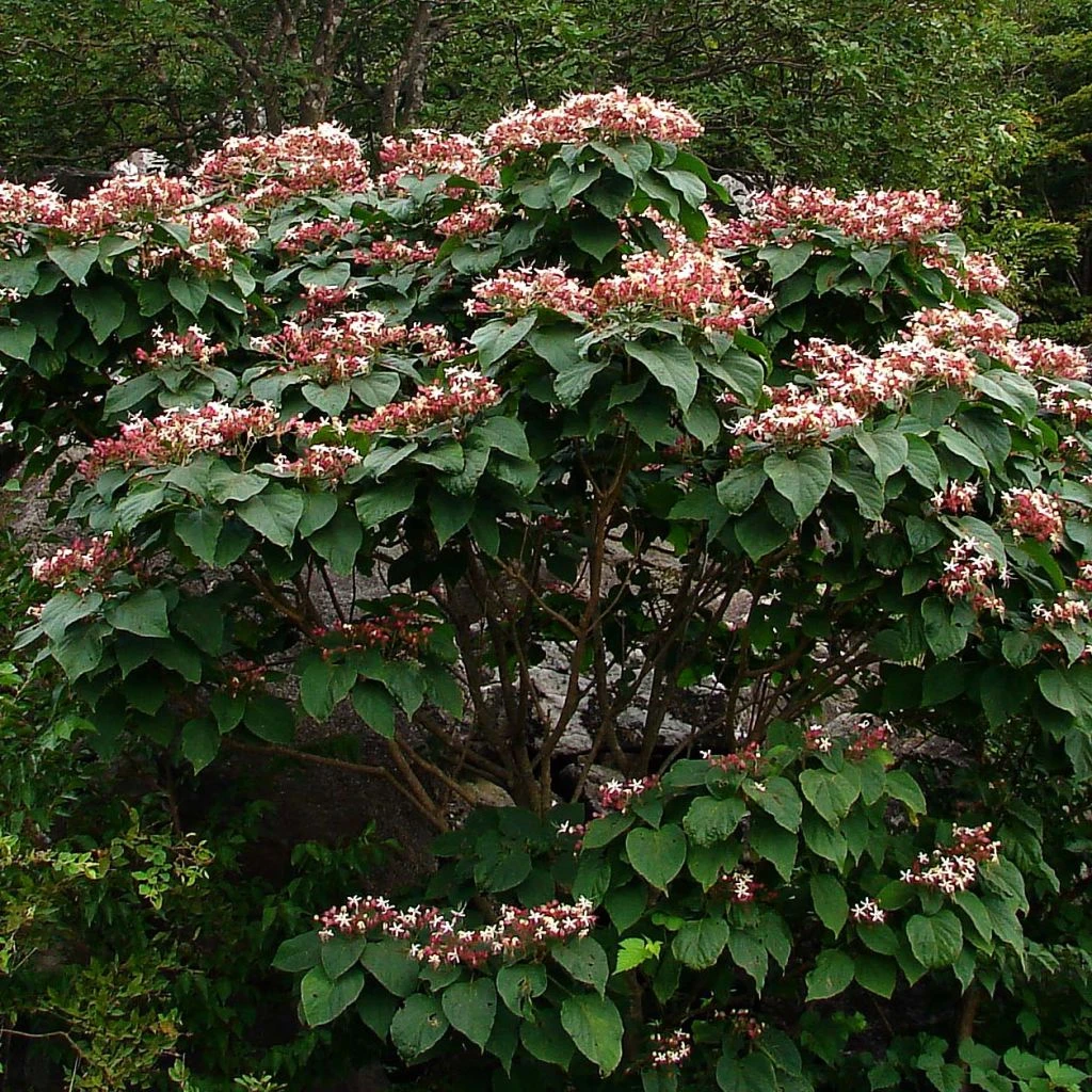 Arbre De La Chance - Clerodendrum Trichotomum, Clérodendron