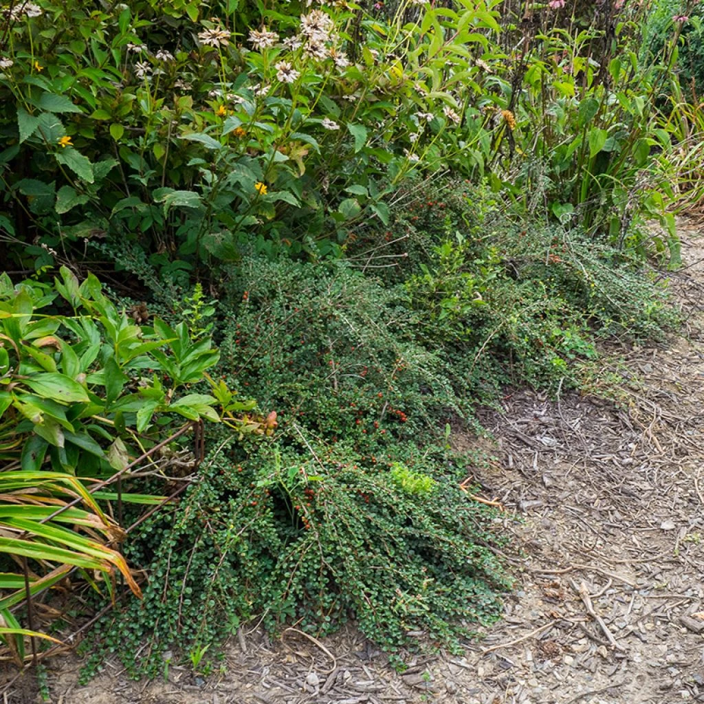 Cotoneaster Praecox Boer