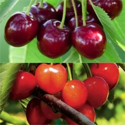 Duo Pollinisateur De Cerisiers Pour Une Récolte Abondante