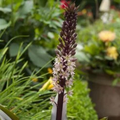 Eucomis Comosa Sparkling Rosy® - Eucomide Rose