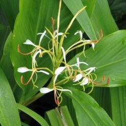 Hedychium Spicatum