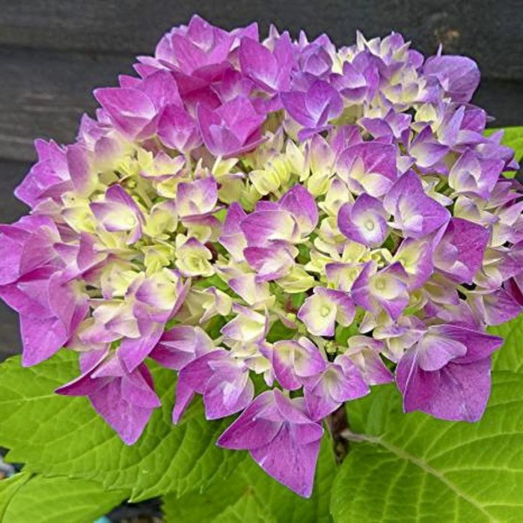 Hortensia - Hydrangea Macrophylla Flair & Flavours' Sweet Cupcake